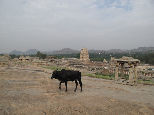 Bull in Hampi