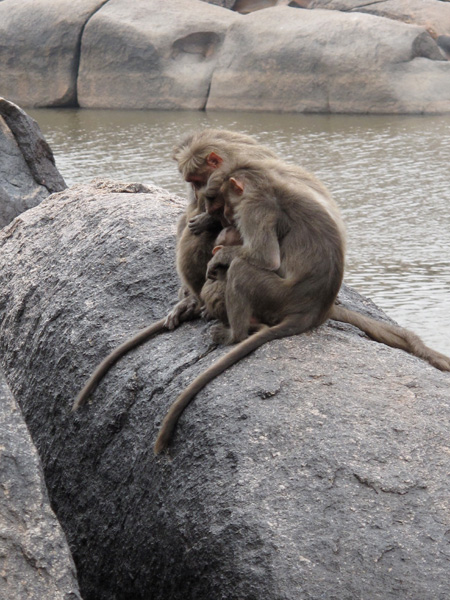 Monkeys at rock caves.