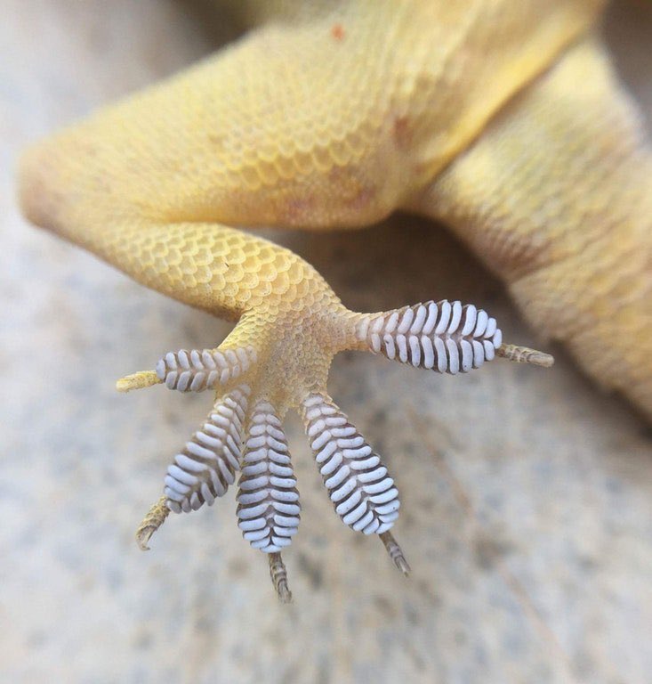 gecko's foot